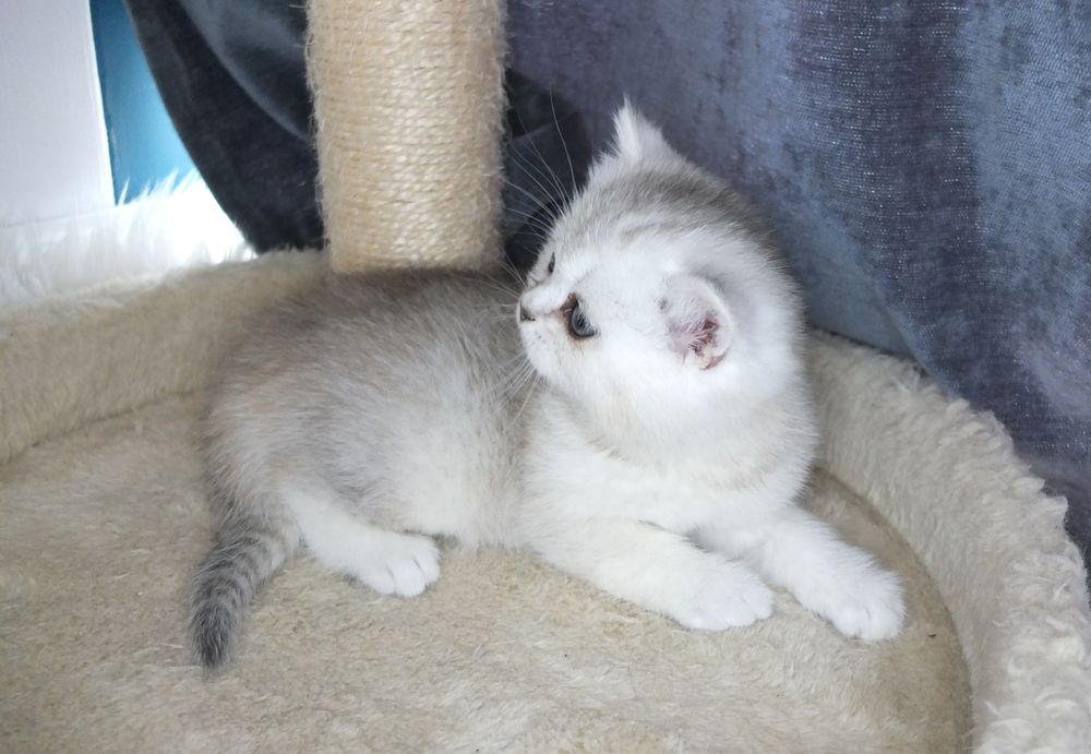 Британско коте сребърна чинчила