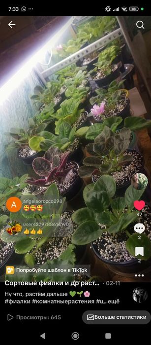 Излишки сортовых фиалок и торф