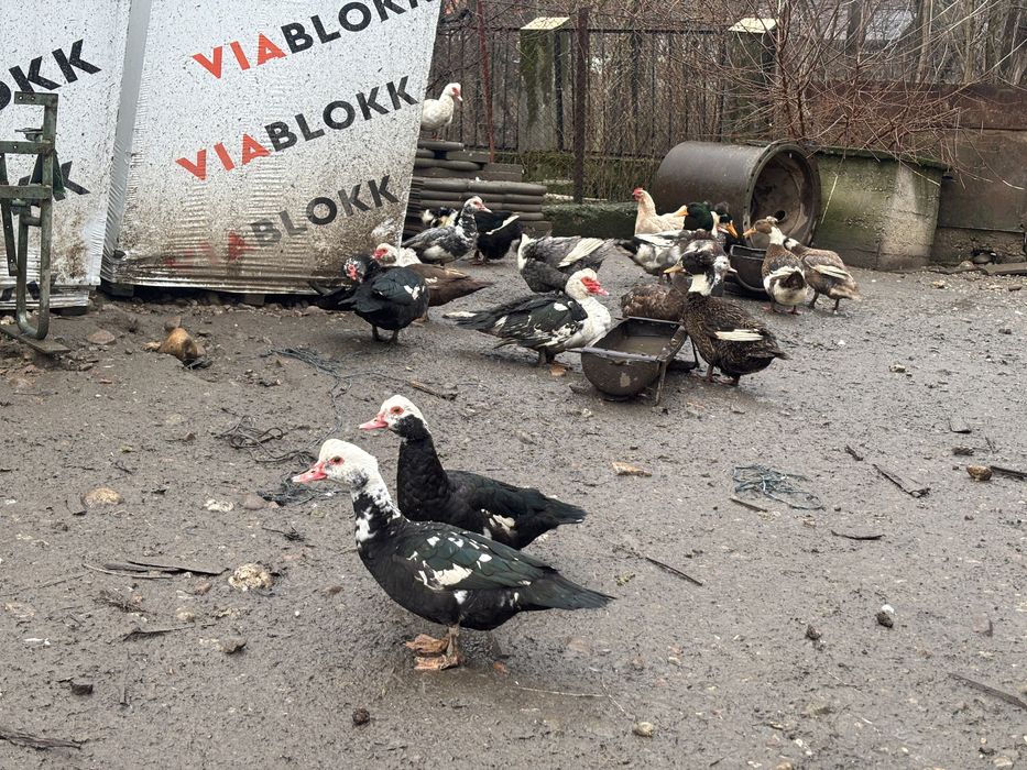 Rate lesesti colorate