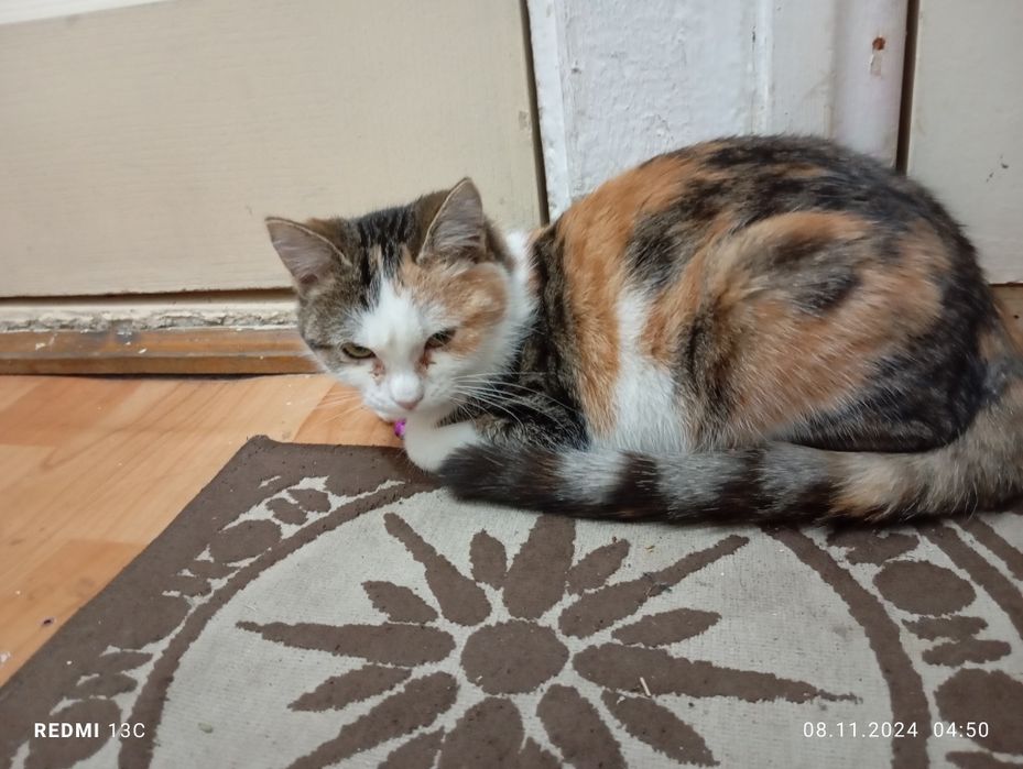 Отдам кошку в добрые руки