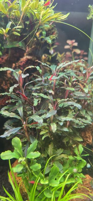 Буцефаландра  аквариумные растение