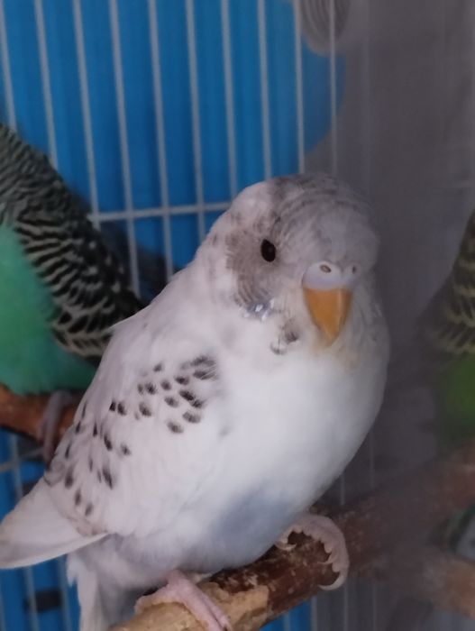 Попугаи домашнего разведения