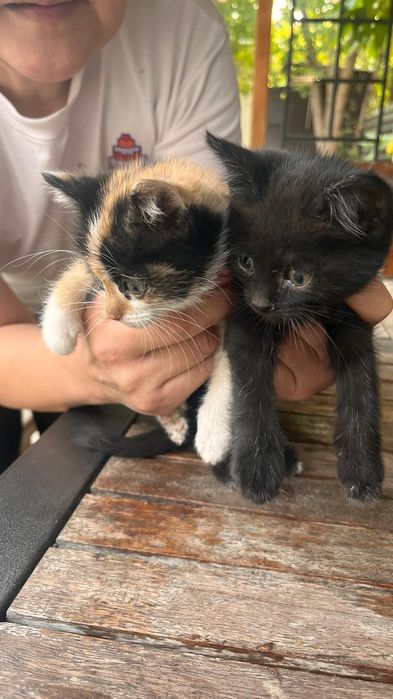 Котята бесплатно