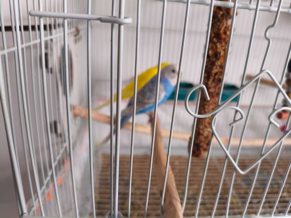 Работещ чифт вълнисти папагали