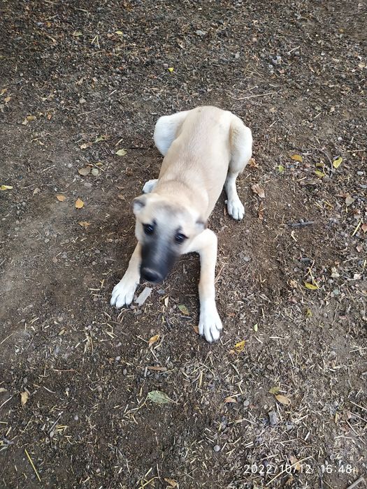 Только в любящие руки