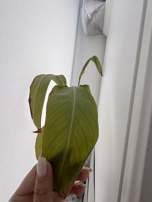 продам монстеру дубия и стрелицию