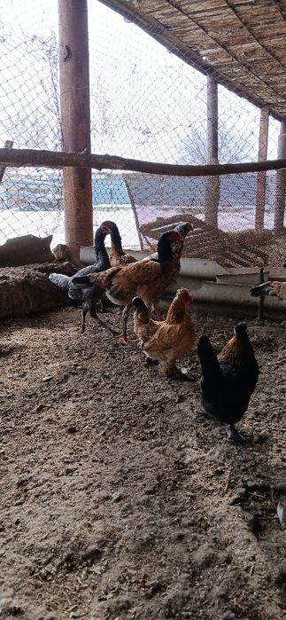 Дакан мекендер сатылады