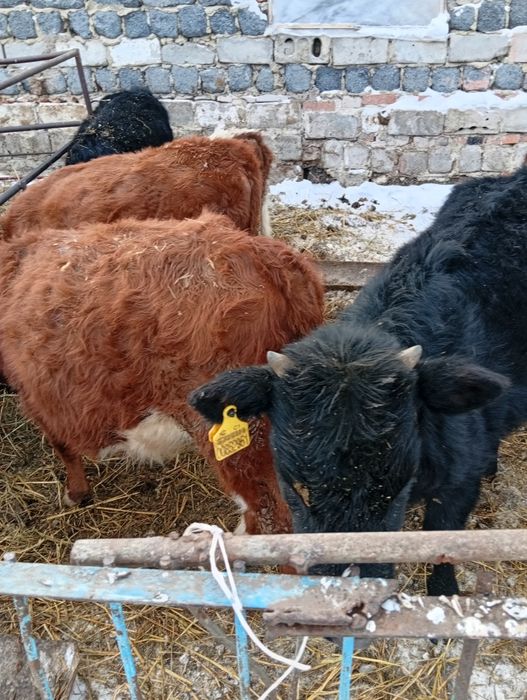 Продам бычок телка