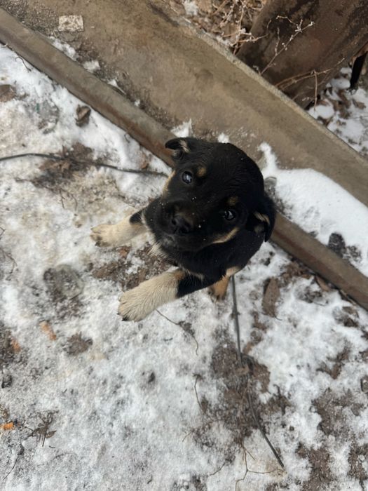 Ищем дом щенятам