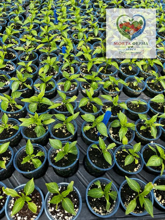 Разсад - домат, пипер, краставици