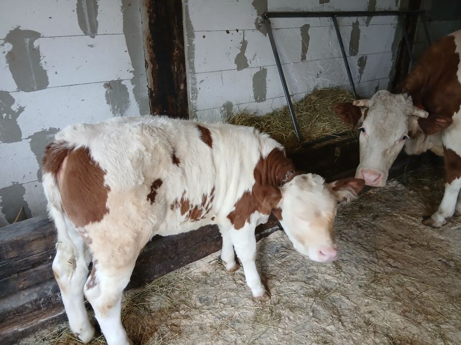 Vând vaca cu vițea