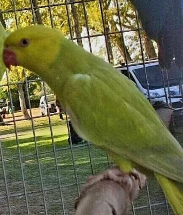 Vând papagali Micul Alexandru vorbitori