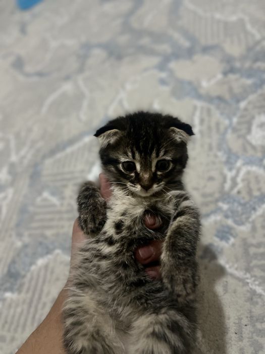 Scotish fold va Scotish strayt