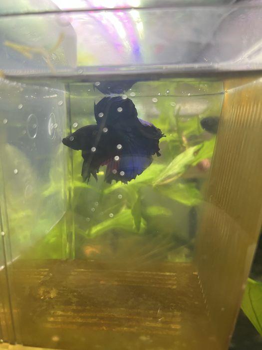 Мъжка рибка бета