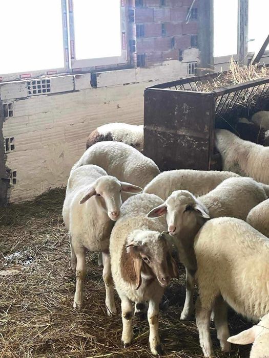 Агнета за Великден