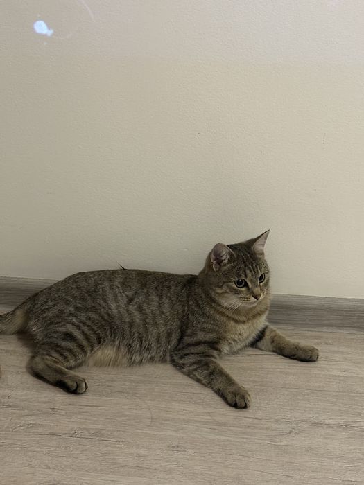 Отдам кошку в добрые руки