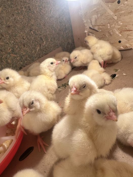 Цыплята бройлеры суточные