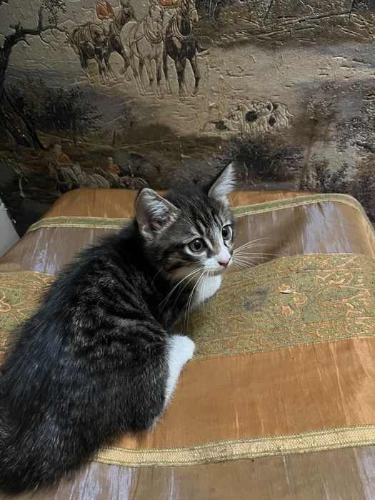 Милый Котёнок в добрые руки