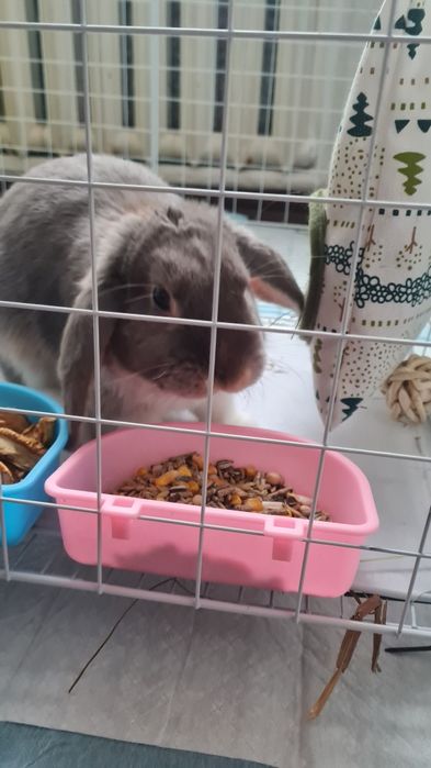 Кролик декоративный