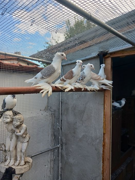 Немски щитни чайки