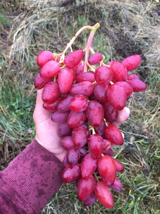 Vita de vie anul 3 struguri mari de masa pentru boltă