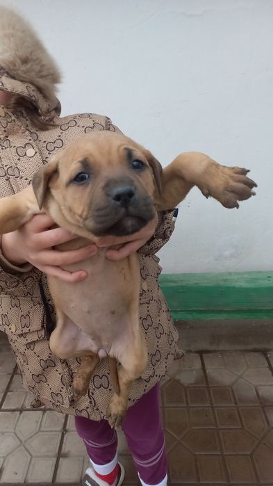 Щенки питбуль 1 месяц