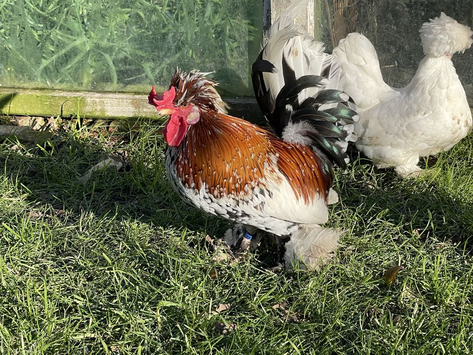 Oua incubat Bregova / pitice motate incaltate