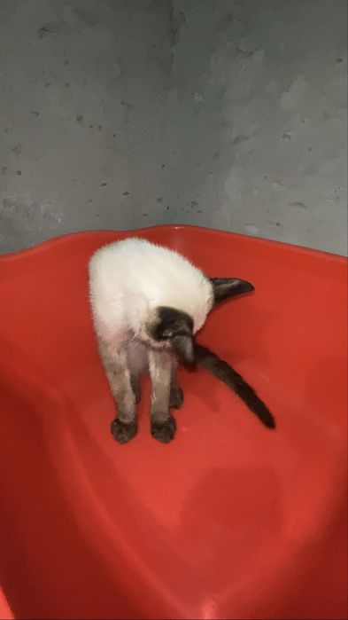 siyam mushugi aqilli