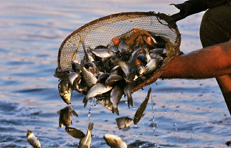 Балик малёк семечка