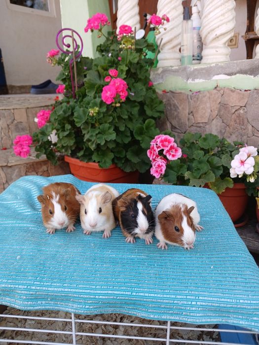 Porcușori de Guineea pui