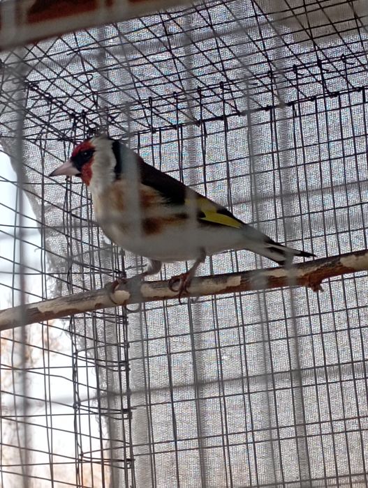 Кокил савала бор.