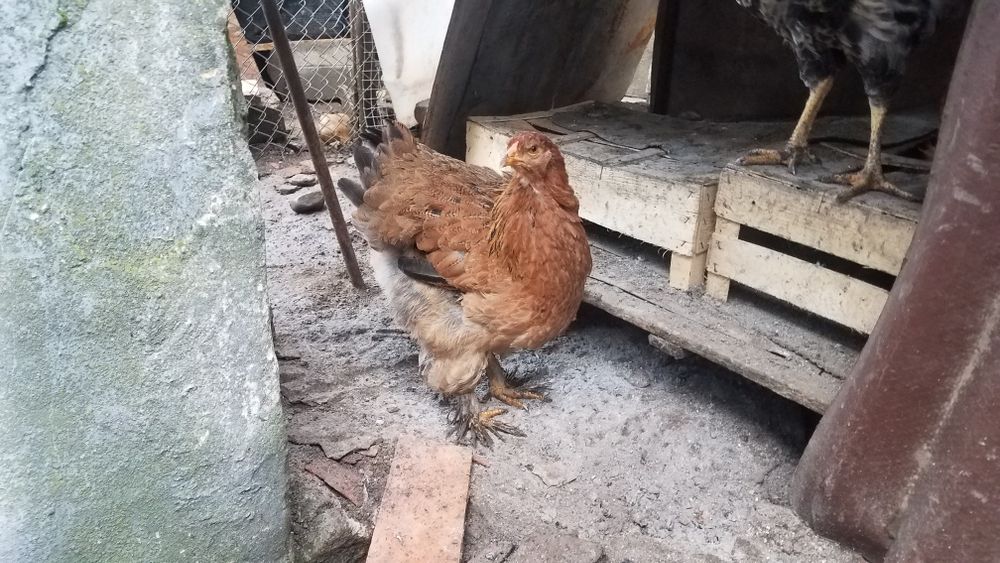 vind pereche cocos si gaina