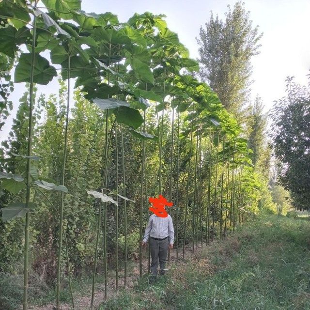 Корни и черенки павлония