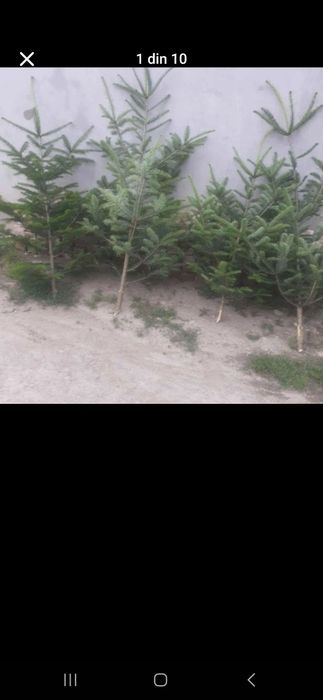 Brazi de nunta 0730796168