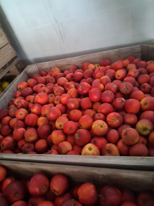 Mere de vanzare calitate extra lux.