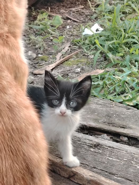 Подарявам котенца!