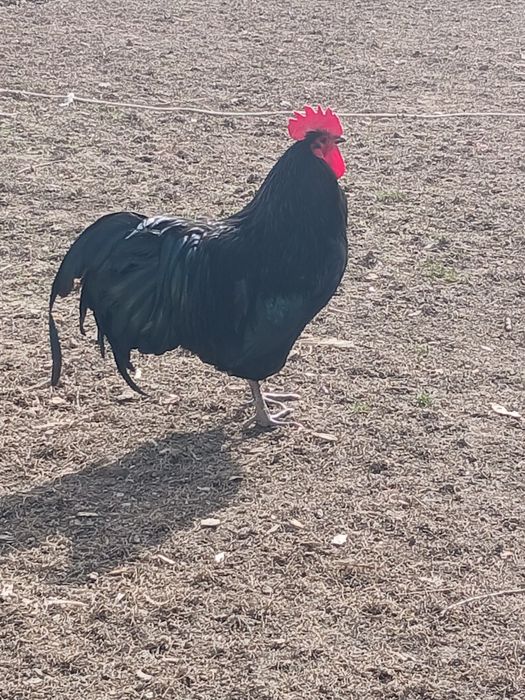 Vind cocoșii Australorp splash și negru.