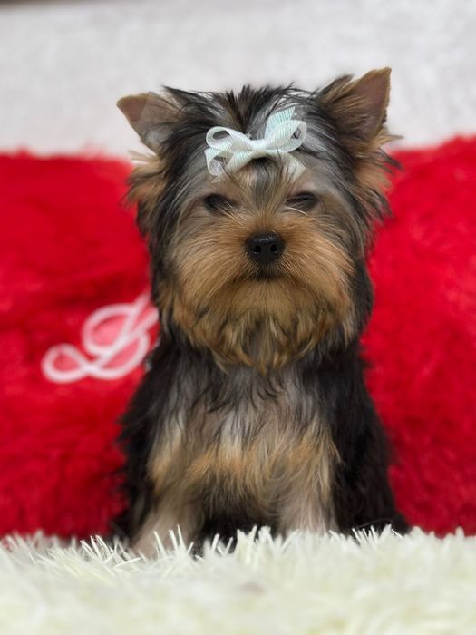 Йоркширский терьер мальчик