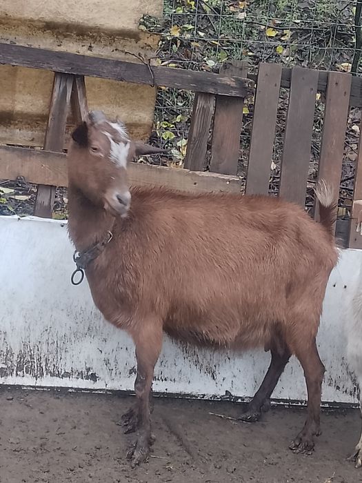 Capra alpina franceza