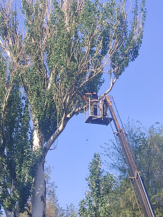 Спил деревьев не дорого