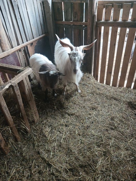 Iezi de vanzare si capre