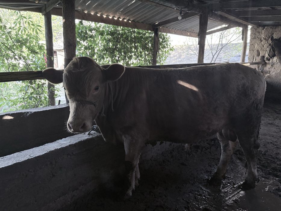 Бука сатылады  парода