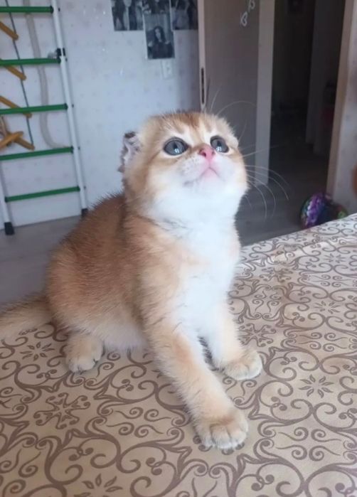 Золотые шиншиллки котята вислоушки