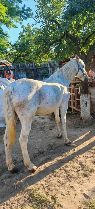 Cal de vanzare - judetul Iasi