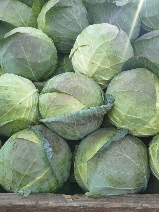 Varză de murat proaspătă