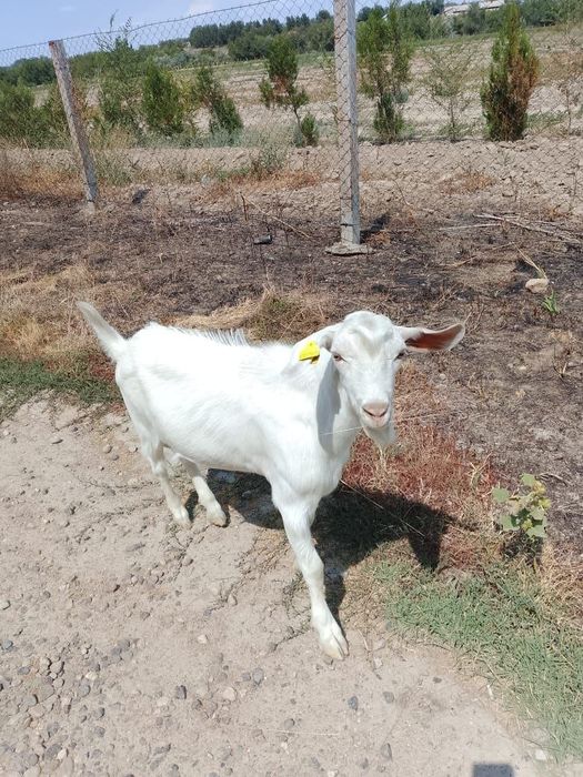 Продается козлик