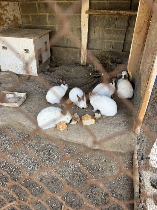 Кролики Калифорния