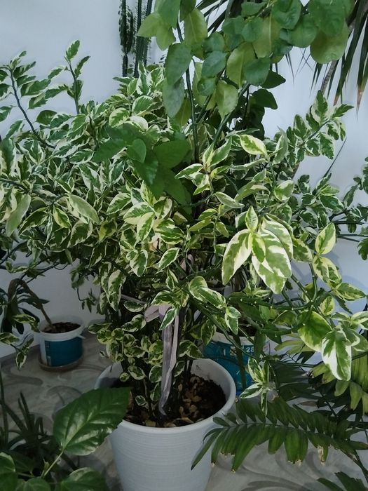 Продам Комнатные цветы