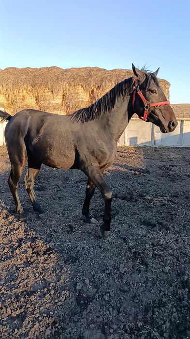 Продам американский жеребец