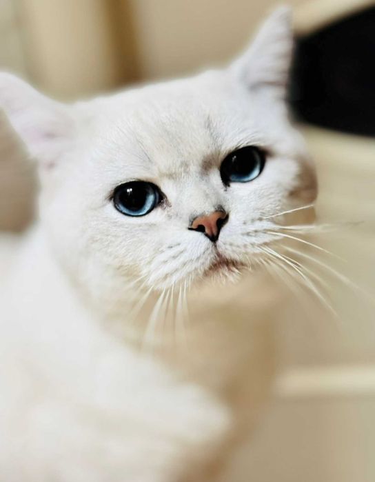 Котята британские шиншиллы